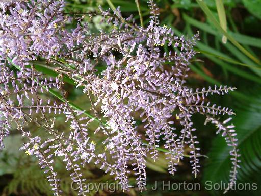 Cordyline stricta closeup 